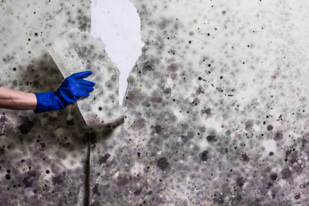 Best Industrial Mold Remediation in Wanaque, NJ
