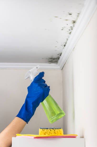 Best DIY Mold Remediation Support Services in Wanaque, NJ